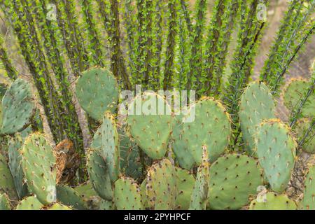 Stachelfeige mit Ocotillo am Tanque Verde Trail, Saguaro National Park-Rincon Mountain Unit, Arizona Stockfoto