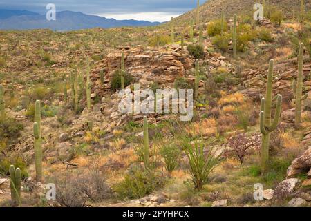 Blick auf Ocotillo und saguaro am Tanque Verde Trail, Saguaro National Park-Rincon Mountain Unit, Arizona Stockfoto