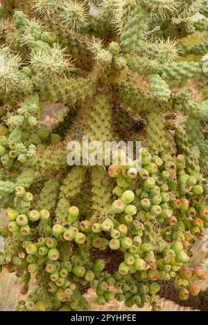 Hängende Cholla-Kette ( Cylindropuntia fulgida) entlang des Tanque Verde Trail, Saguaro National Park-Rincon Mountain Unit, Arizona Stockfoto