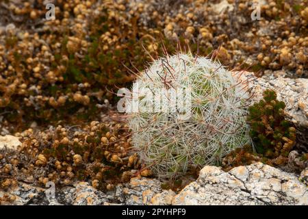 Fishhook Pincushion Cactus am Tanque Verde Trail, Saguaro National Park-Rincon Mountain Unit, Arizona Stockfoto