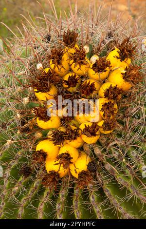 Barrel Cactus am Tanque Verde Trail, Saguaro National Park-Rincon Mountain Unit, Arizona Stockfoto