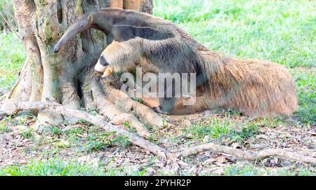 Riesenameisenbär, süßes Tier aus Brasilien. Myrmecophaga tridactyla, exotisches und endemisches Tier. Tierwelt. Stockfoto