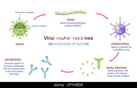 Virale Vakzine-Infografik Stock Vektor