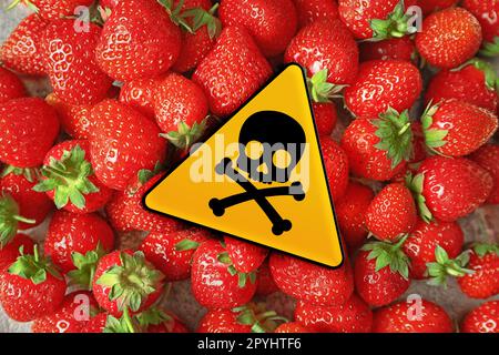 Schild mit Schädel und Kreuzknochen auf reifen Erdbeeren, Draufsicht. Vorsicht - giftig Stockfoto