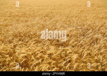 Wunderschöner Blick auf das landwirtschaftliche Feld mit reifen Weizenspitzen Stockfoto