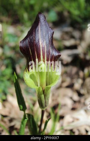 Die unsichtbare Spathe einer Jack-in-the-Kanzel-Wildblume in den Camp Ground Road Woods in des Plaines, Illinois Stockfoto