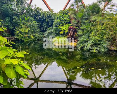 Verschiedene tropische Pflanzen in der Nähe des Teichs im Gewächshaus Stockfoto