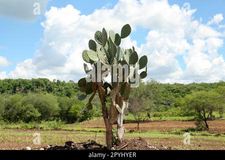 Schöner grüner Kaktus mit Stachelbirne, der im Freien wächst Stockfoto
