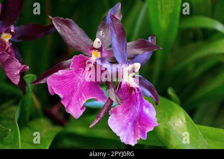 Im Sommer und Herbst blühen wunderschöne, violette Vanda-Orchideen mit grünen Blättern Stockfoto