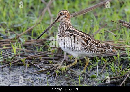 Wilson's Snipe (Gallinago Delicata) in einem Waldsumpf im Brazos Bend State Park, Texas, USA Stockfoto