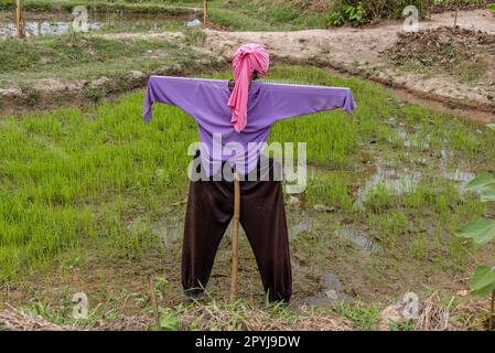 Vogelscheuche unermüdlich steht bewachen das Feld an einem bewölkten Tag. Stockfoto