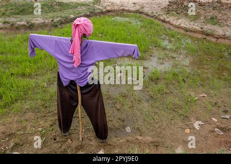 Vogelscheuche unermüdlich steht bewachen das Feld an einem bewölkten Tag. Stockfoto