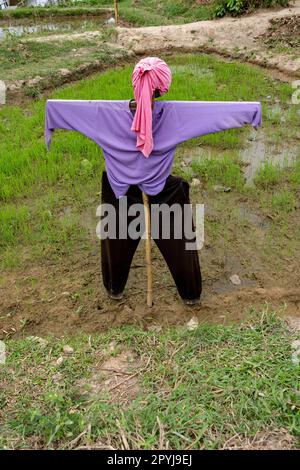 Vogelscheuche unermüdlich steht bewachen das Feld an einem bewölkten Tag. Stockfoto