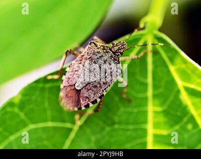 Karlsruhe, Deutschland. 21. April 2023. Eine lebende Marmorkäfer (Halyomorpha halys), die im Augustenberg Agricultural Technology Center (LTZ) fotografiert wurde. Sie sind geschäftig auf den Buschbohnen im Gewächshaus und sehen auf den ersten Blick nicht beeindruckend aus. Die eingeführten Insekten sind jedoch nur ein Vorbote dafür, was Hobbygärtner und Landwirtschaft als Folge des Klimawandels noch erblühen könnten. (Zu dpa ''Tastes like Bug' - Klimawandel bedroht neue landwirtschaftliche Schädlinge') Kredit: Uli Deck/dpa/Alamy Live News Stockfoto