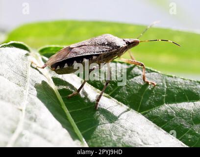 Karlsruhe, Deutschland. 21. April 2023. Eine lebende Marmorkäfer (Halyomorpha halys), die im Landwirtschaftstechnikzentrum Augustenberg (LTZ) fotografiert wurde. Kredit: Uli Deck/dpa/Alamy Live News Stockfoto