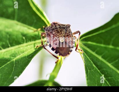 Karlsruhe, Deutschland. 21. April 2023. Eine lebende Marmorkäfer (Halyomorpha halys), die im Landwirtschaftstechnikzentrum Augustenberg (LTZ) fotografiert wurde. Kredit: Uli Deck/dpa/Alamy Live News Stockfoto