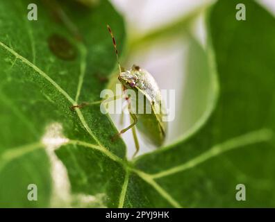 Karlsruhe, Deutschland. 21. April 2023. Ein lebender grüner Reiskäfer (Nezara viridula), fotografiert im Augustenberg Agricultural Technology Center (LTZ). Sie sind geschäftig auf den Buschbohnen im Gewächshaus und sehen auf den ersten Blick nicht beeindruckend aus. Die eingeführten Insekten sind jedoch nur ein Vorbote dafür, was Hobbygärtner und Landwirtschaft als Folge des Klimawandels noch erblühen könnten. (Zu dpa ''Tastes like Bug' - Klimawandel bedroht neue landwirtschaftliche Schädlinge') Kredit: Uli Deck/dpa/Alamy Live News Stockfoto