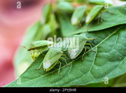 Karlsruhe, Deutschland. 21. April 2023. Im Augustenberg Agricultural Technology Center (LTZ) werden lebende grüne Reiskeime (Nezara viridula) ausgestellt. Kredit: Uli Deck/dpa/Alamy Live News Stockfoto