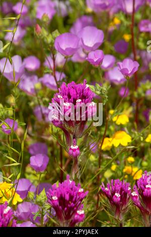 Lila Eulenklee (Castilleja exserta), Carrizo Plain National Monument, Kalifornien Stockfoto