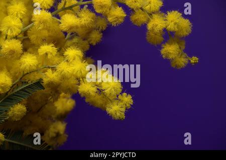 Mimosablüten, gelbe flauschige Bälle und Blätter in Nahaufnahme auf blauem Hintergrund. Acacia dealbata Stockfoto
