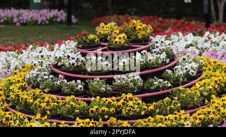 Bunte Blumen im Garten Stockfoto