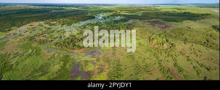 Panoramaaufnahme der typischen Pantanal Feuchtgebiete mit Rindern, die um Lagunen, Wälder, Wiesen, Flüsse, Felder weiden, Mato Grosso, Brasilien Stockfoto