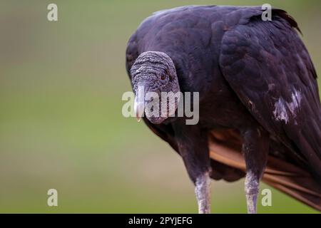 Nahaufnahme eines Schwarzen Geiers, vor der Kamera, Pantanal Wetlands, Mato Grosso, Brasilien Stockfoto