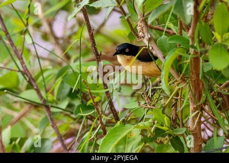 Wunderschöner Donacobius mit schwarzem Kappen, hoch oben in einem grünen Busch, Mato Grosso, Brasilien Stockfoto