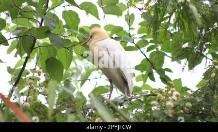 Rindereier-Vogel auf einem Baum Stockfoto