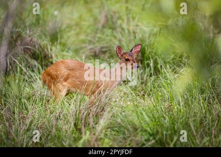 Roter Brockhirsch im hohen Grüngras, Pantanal Wetlands, Mato Grosso, Brasilien Stockfoto