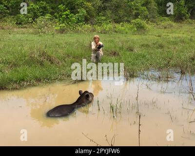 Weibliche Touristen beobachten ein Tapir, das in einem Schlammteich schwimmt, am Wasserrand in Gras kniet, Pantanal Wetlands, Mato Grosso, Brasilien Stockfoto