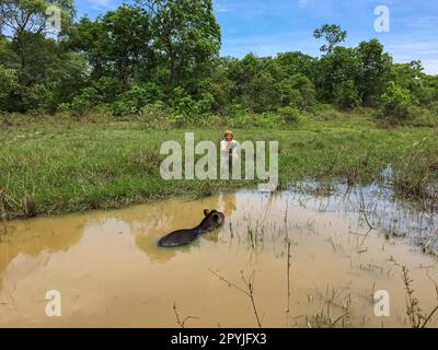 Weibliche Touristen beobachten ein Tapir, das in einem Schlammteich schwimmt, am Wasserrand in Gras kniet, Pantanal Wetlands, Mato Grosso, Brasilien Stockfoto