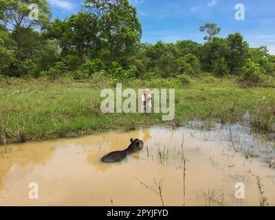 Weibliche Touristen beobachten ein Tapir, das in einem Schlammteich schwimmt, am Wasserrand in Gras kniet, Pantanal Wetlands, Mato Grosso, Brasilien Stockfoto