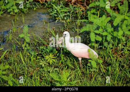 Roseate Spoonbill Foraging at Water Edge, Pantanal Wetlands, Mato Grosso, Brasilien Stockfoto