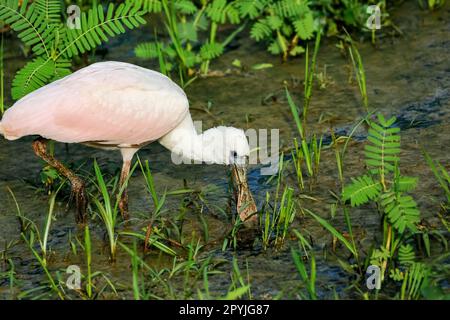 Nahaufnahme eines Roseate Spoonbill, der am Wasserrand forscht, geht es hinunter nach Water, Pantanal Wetlands, Mato Grosso, Brasilien Stockfoto