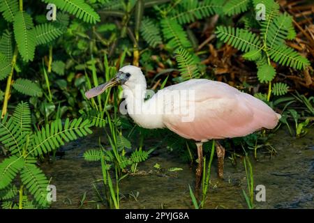 Nahaufnahme eines Roseate Spoonbill, der am Wasserrand forscht, geht es hinunter nach Water, Pantanal Wetlands, Mato Grosso, Brasilien Stockfoto