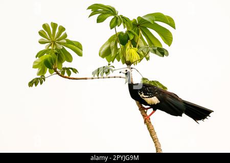 Blaukehlchen-Guan hoch oben auf einem winzigen Baum mit Blättern, vor hellem Hintergrund, Pantanal Wetlands, Mato Grosso, Brasilien Stockfoto