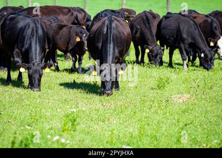 Eine Herde von Angus-Rindern, die üppige Frühlingsweiden weidet, die in einer Reihe mit negativem Raum unten angeordnet sind. Stockfoto