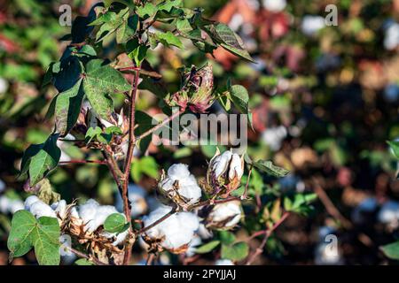 Konzentrieren Sie sich auf eine einzige Baumwollpflanze mit geöffneten und offenen Puppen, wobei der Rest des Feldes im Hintergrund verschwommen ist. Stockfoto