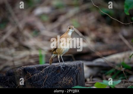 Rufous Hornero mit einem Insekt im Schnabel auf einem Baumstumpf auf Waldgrund, Pantanal Wetlands, Mato Grosso, Brasilien Stockfoto