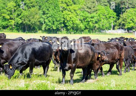 Herde schwarzer Angus-Kühe und Kälber auf einer üppigen Frühlingsweide in Alabama. Stockfoto