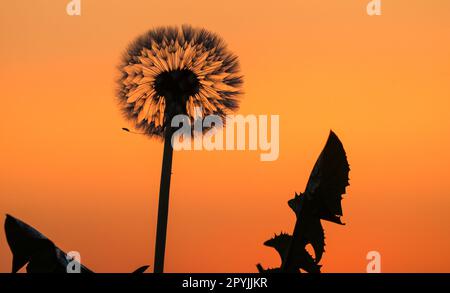 04. Mai 2023, Baden-Württemberg, Dürmentingen: Kurz vor Sonnenaufgang ist der Himmel hinter einem Löwenzahn rötlich geworden. Foto: Thomas Warnack/dpa Stockfoto