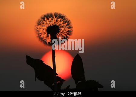 04. Mai 2023, Baden-Württemberg, Dürmentingen: Hinter einem Löwenzahn geht die Sonne am Morgen auf Foto: Thomas Warnack/dpa Stockfoto