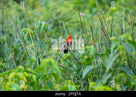 Farbenfroher Rotbarsch mit Scharlachkopf, der auf Schilf vor grünem Hintergrund ruht, Pantanal Wetlands, Mato Grosso, Brasilien Stockfoto