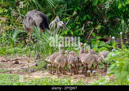 Nahaufnahme einer Nandu- oder Rhea-Mutter mit ihren Küken in ihrem natürlichen Lebensraum, Pantanal Wetlands, Mato Grosso, Brasilien Stockfoto