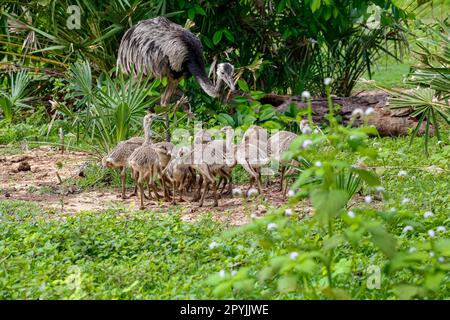 Nahaufnahme einer Nandu- oder Rhea-Mutter mit ihren Küken in ihrem natürlichen Lebensraum, Pantanal Wetlands, Mato Grosso, Brasilien Stockfoto