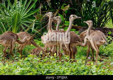 Nahaufnahme einer Gruppe von Nandu- oder Rhea-Küken im natürlichen Lebensraum, Pantanal Wetlands, Mato Grosso, Brasilien Stockfoto