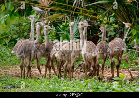 Nahaufnahme einer Gruppe von Nandu- oder Rhea-Küken im natürlichen Lebensraum, Pantanal Wetlands, Mato Grosso, Brasilien Stockfoto