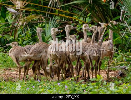 Nahaufnahme einer Gruppe von Nandu- oder Rhea-Küken im natürlichen Lebensraum, Pantanal Wetlands, Mato Grosso, Brasilien Stockfoto