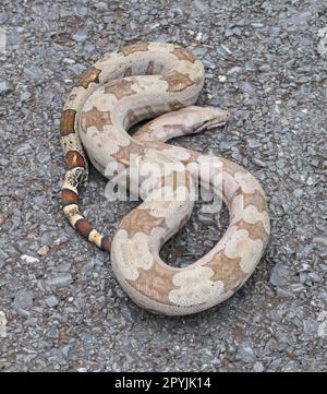 Nahaufnahme eines Boa Constrictor, der auf einer geteerten Straße in einer Schleife liegt, Pantanal Wetlands, Mato Grosso, Brasilien Stockfoto